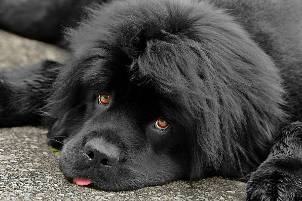 Newfoundland female dog  newfoundland dog stock pictures, royalty-free photos & images