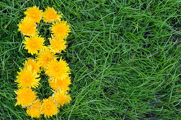 Dandelion number eight stock photo