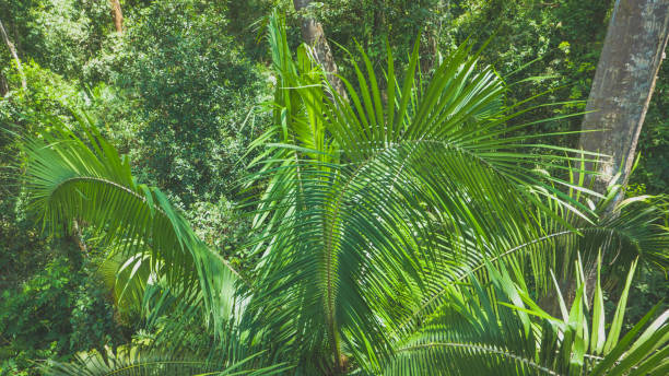 istock Tropical plant pattern in the jungle 969234610