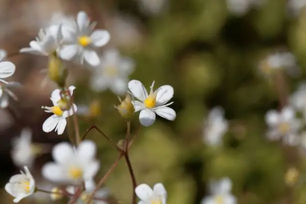 Photo of Flower of lesser Londonpride (Saxifraga cuneifolia)