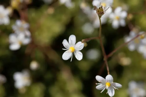 Photo of Flower of lesser Londonpride (Saxifraga cuneifolia)