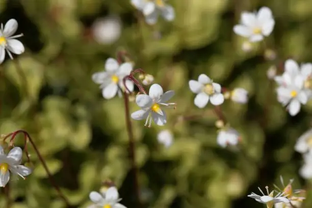 Photo of Flower of lesser Londonpride (Saxifraga cuneifolia)