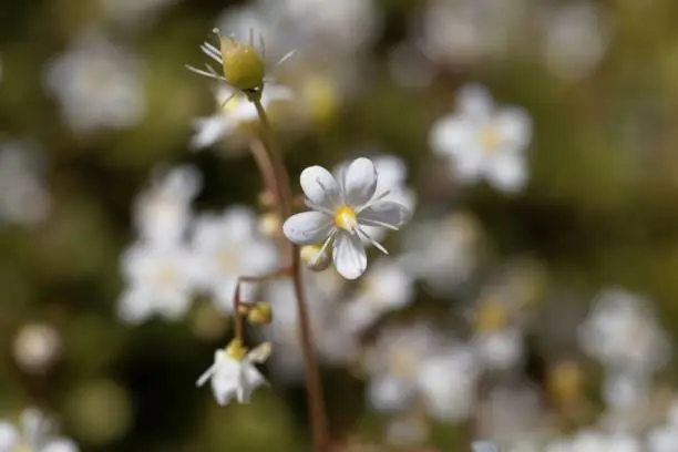 Photo of Flower of lesser Londonpride (Saxifraga cuneifolia)