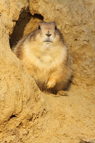 istock Prairie dog (Cynomys ludovicianus) looking at you 96924071