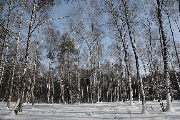 Birches in the winter . stock photo