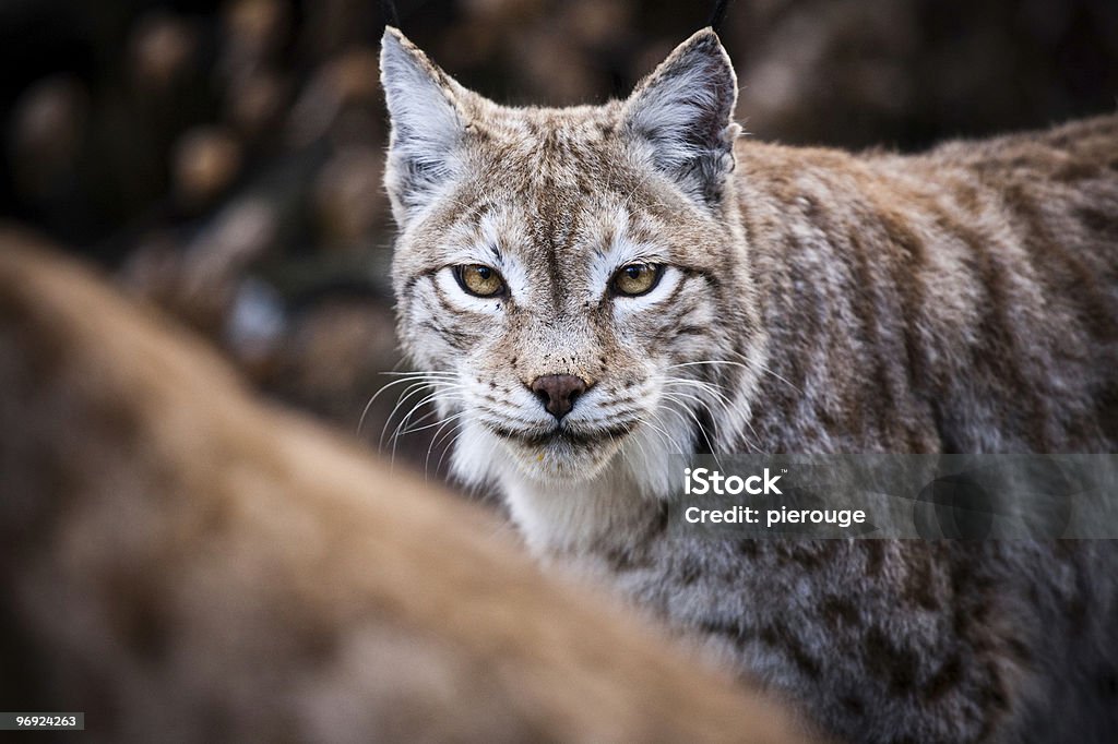 Lynx  Animal Stock Photo