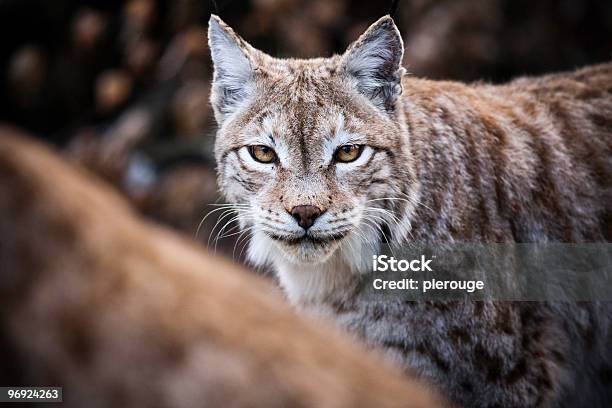 Lynx Stock Photo - Download Image Now - Animal, Animal Head, Animal Wildlife