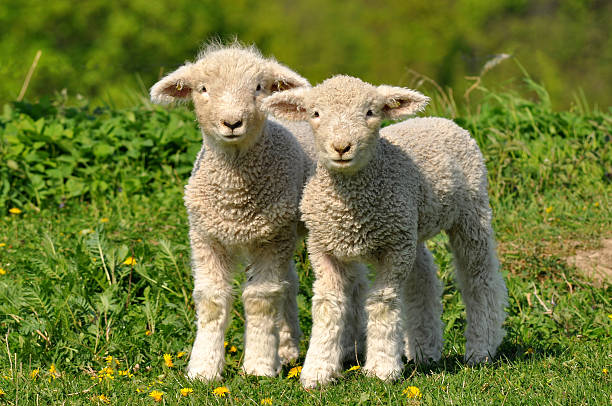 süße lambs - lamm stock-fotos und bilder