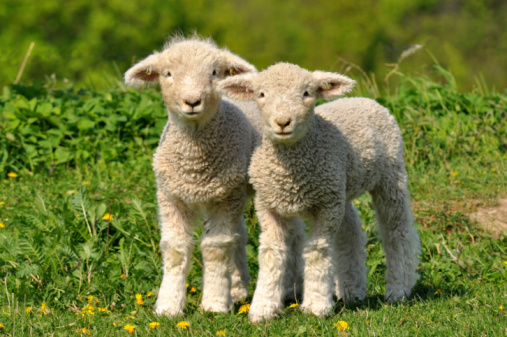 Dandelions and lambs are symbol of spring.