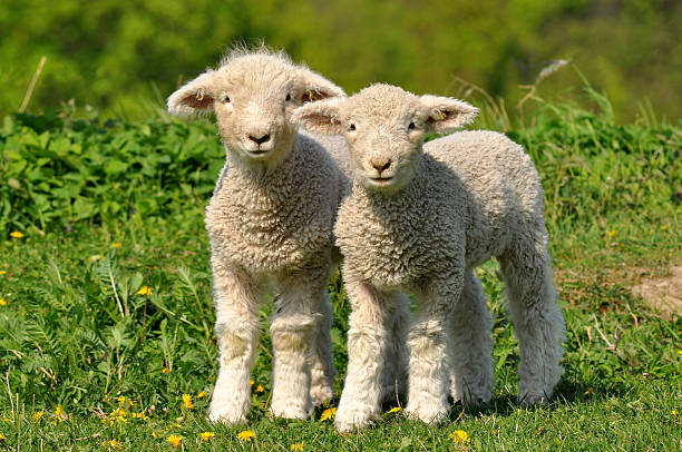 cute lambs Dandelions and lambs are symbol of spring. lamb animal photos stock pictures, royalty-free photos & images