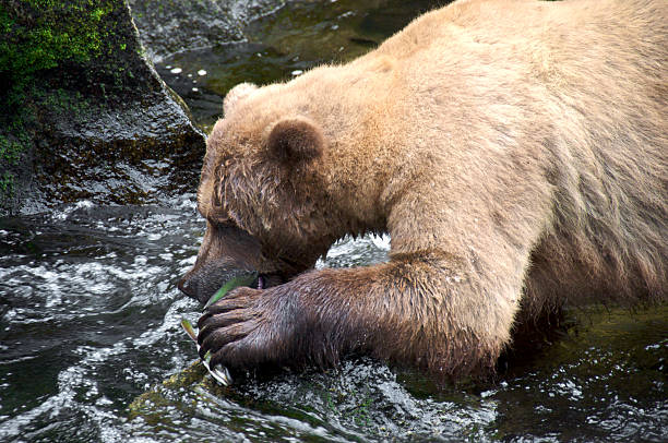 istock Grizzly Bear with Pink Salmon 96924306