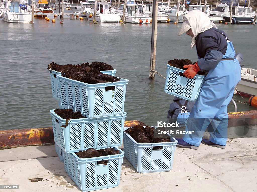 Di alghe harvest - Foto stock royalty-free di Giappone
