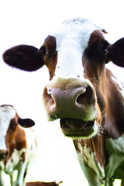 istock Swiss cows on its feedlot 96924510