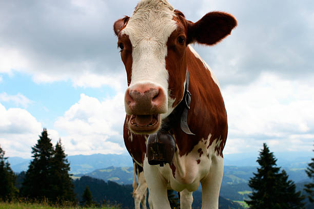istock Swiss cow on the feedlot 96924535