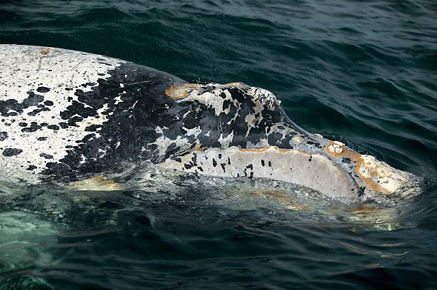 istock Head of white whale pup 96924565