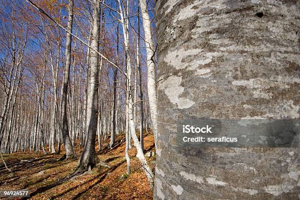 Beech Forest Stockfoto und mehr Bilder von Abruzzen - Abruzzen, Ast - Pflanzenbestandteil, Baum