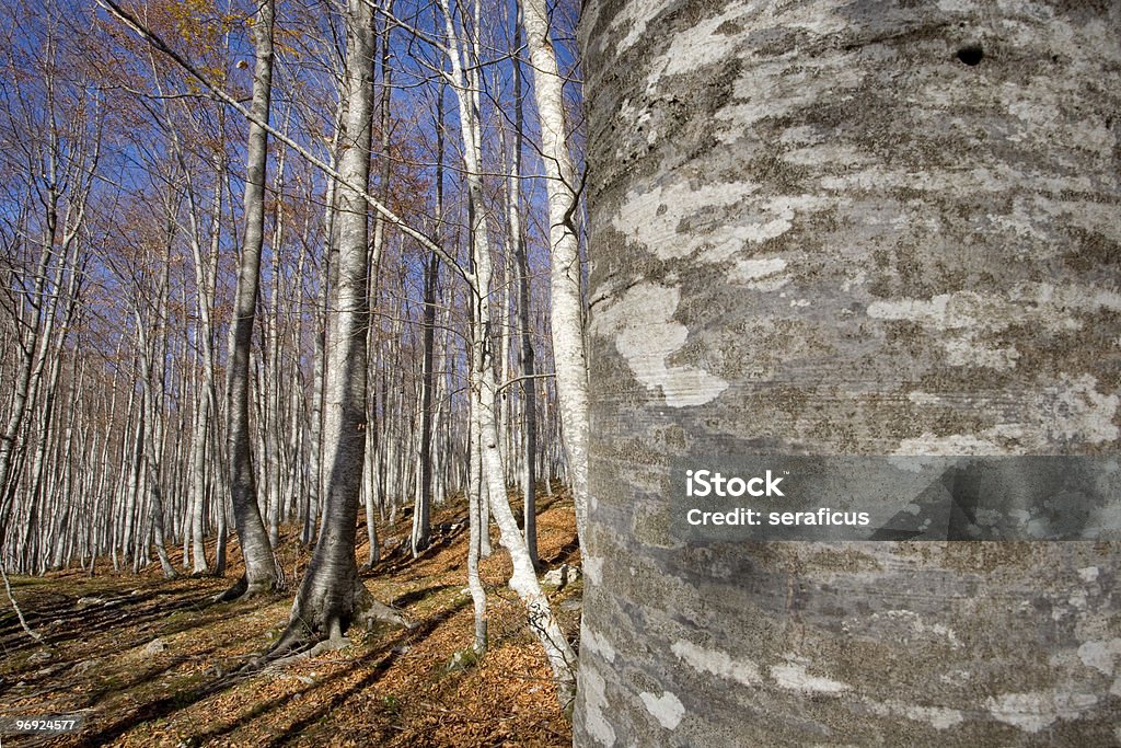 beech floresta - Foto de stock de Abruzzo royalty-free