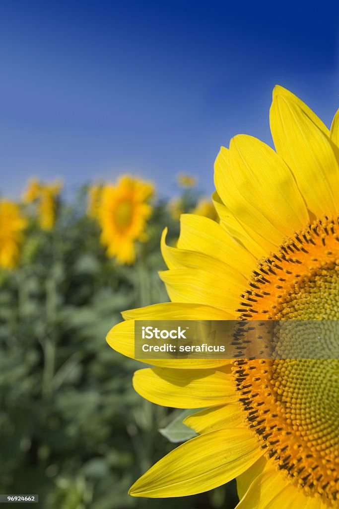 Girasoli - Foto stock royalty-free di Agricoltura