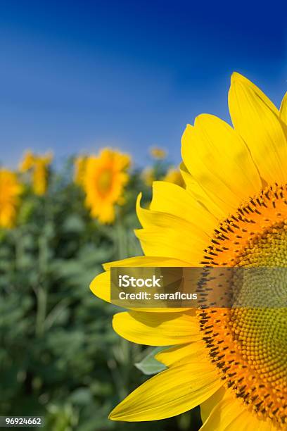 Girasoli - Fotografie stock e altre immagini di Agricoltura - Agricoltura, Ambientazione esterna, Ambiente