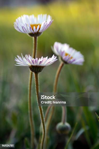 Foto de Pouco Margaridas e mais fotos de stock de Campo - Campo, Gérbera, Amor