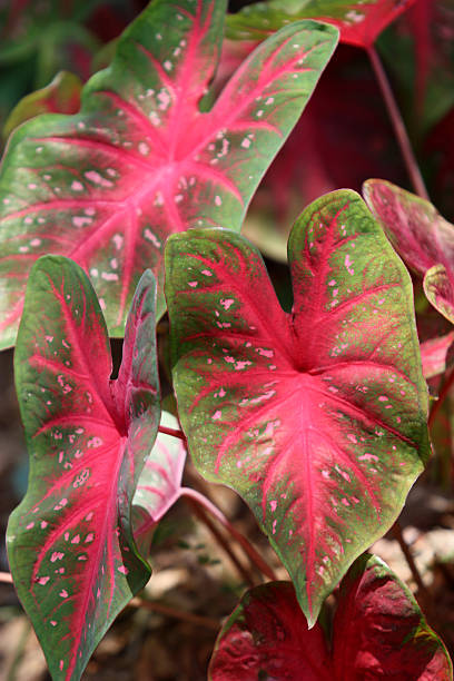 istock Vibrant Caladium Plant 96924786
