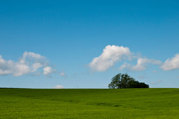 istock Green grassland and blue sky in Biei 969248860