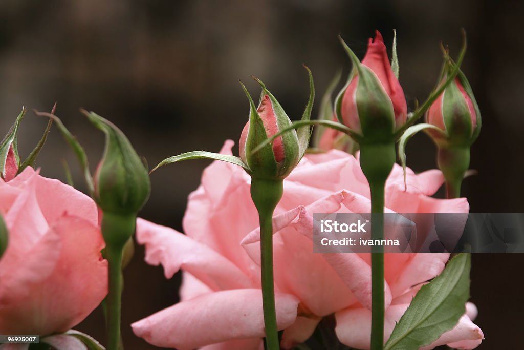 Rose papilles gros plan - Photo de Bouton de fleur libre de droits