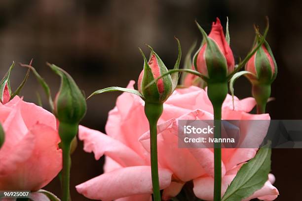 Photo libre de droit de Rose Papilles Gros Plan banque d'images et plus d'images libres de droit de Bouton de fleur - Bouton de fleur, En fleurs, Fleur - Flore