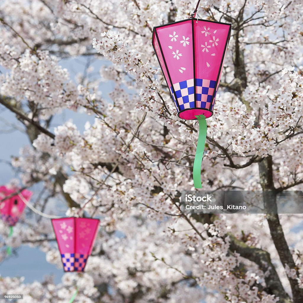 Pink Lanterns At Cherry Blossom Nice Pink Lantern on cherry trees to celebrate the Full Cherry Blossom in Japan. Asia Stock Photo