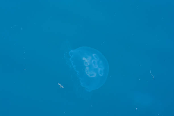 istock Jellyfish floating in water 969253204