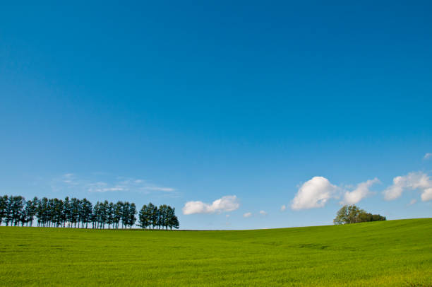 Green grassland and blue sky in Biei Green grassland and blue sky in Biei biei town stock pictures, royalty-free photos & images
