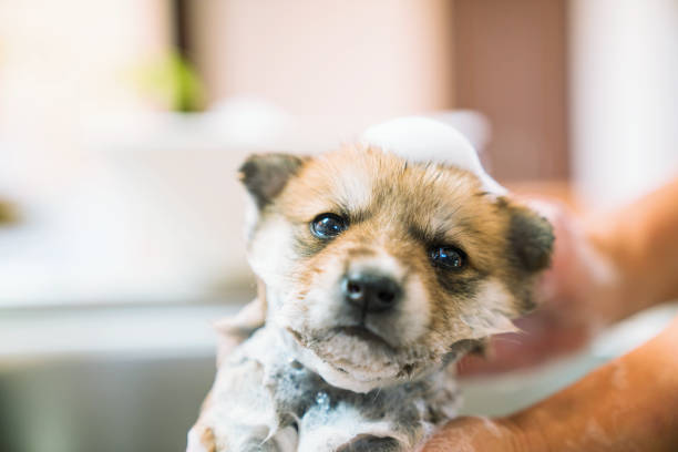 A puppy taking a bath in the kitchen sink