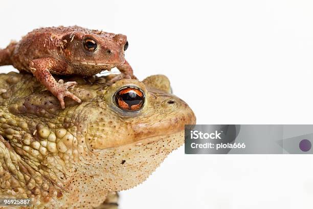 Rospo Di Grande E Piccola - Fotografie stock e altre immagini di Anfibio - Anfibio, Animale, Animale da compagnia