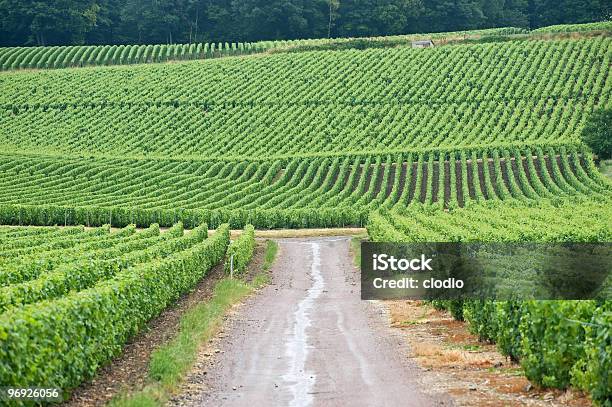 Viñedos De Champán Francia Foto de stock y más banco de imágenes de Agricultura - Agricultura, Aire libre, Ajardinado