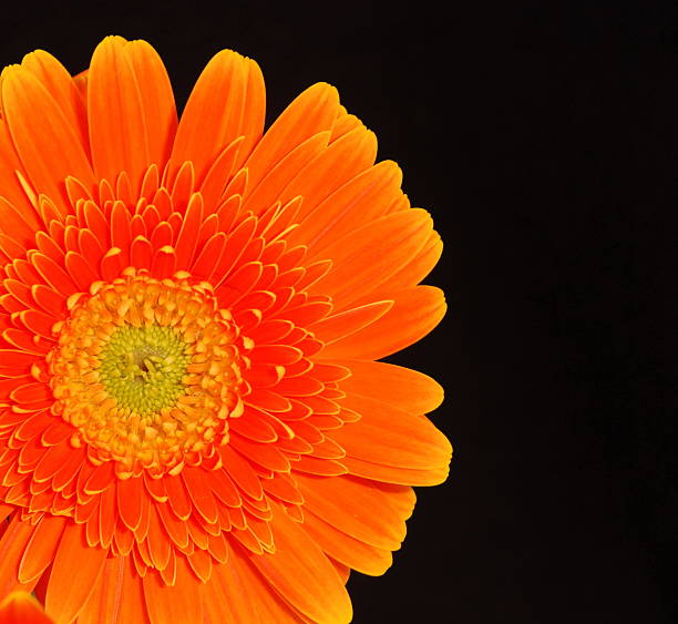 gerbera laranja - flower single flower orange gerbera daisy - fotografias e filmes do acervo