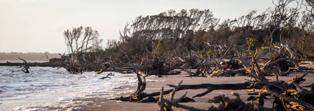 big island talbot - driftwood wood water sunrise photos et images de collection