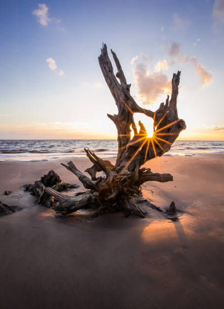 big island talbot - driftwood wood water sunrise photos et images de collection