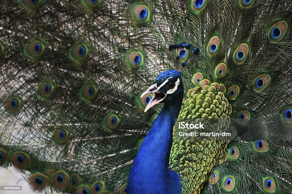 peacock - Foto de stock de Abstracto libre de derechos