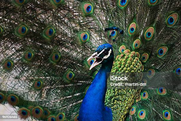 Peacock Foto de stock y más banco de imágenes de Abstracto - Abstracto, Amistad, Amor a primera vista