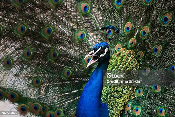 Foto de Peacock e mais fotos de stock de Abstrato - Abstrato, Amizade, Amor à Primeira Vista