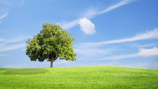 istock Green grass and tree with clouds  background, green concept. 969265070