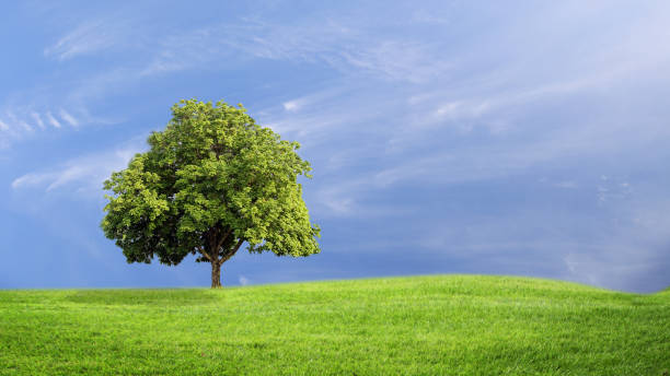 istock Green grass and tree with clouds  background, green concept. 969265078
