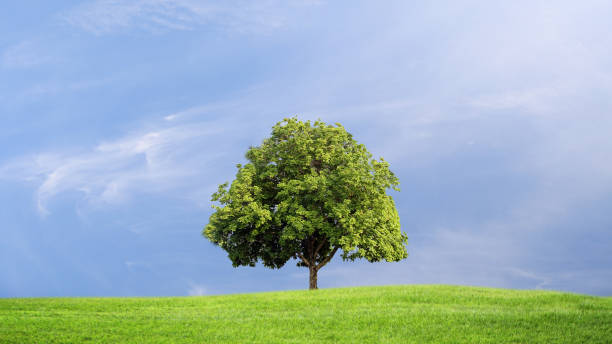 istock Green grass and tree with clouds  background, green concept. 969265108