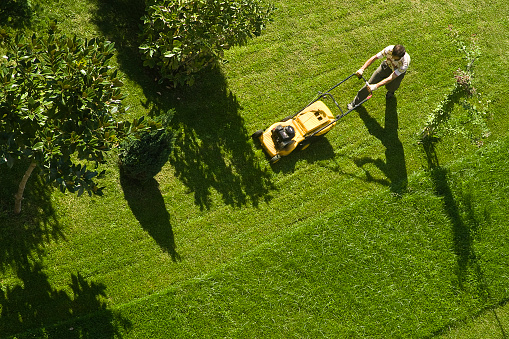 Green grass grows in the garden and lawn mowers on the mowed grass.
