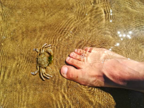 the crab and the foot