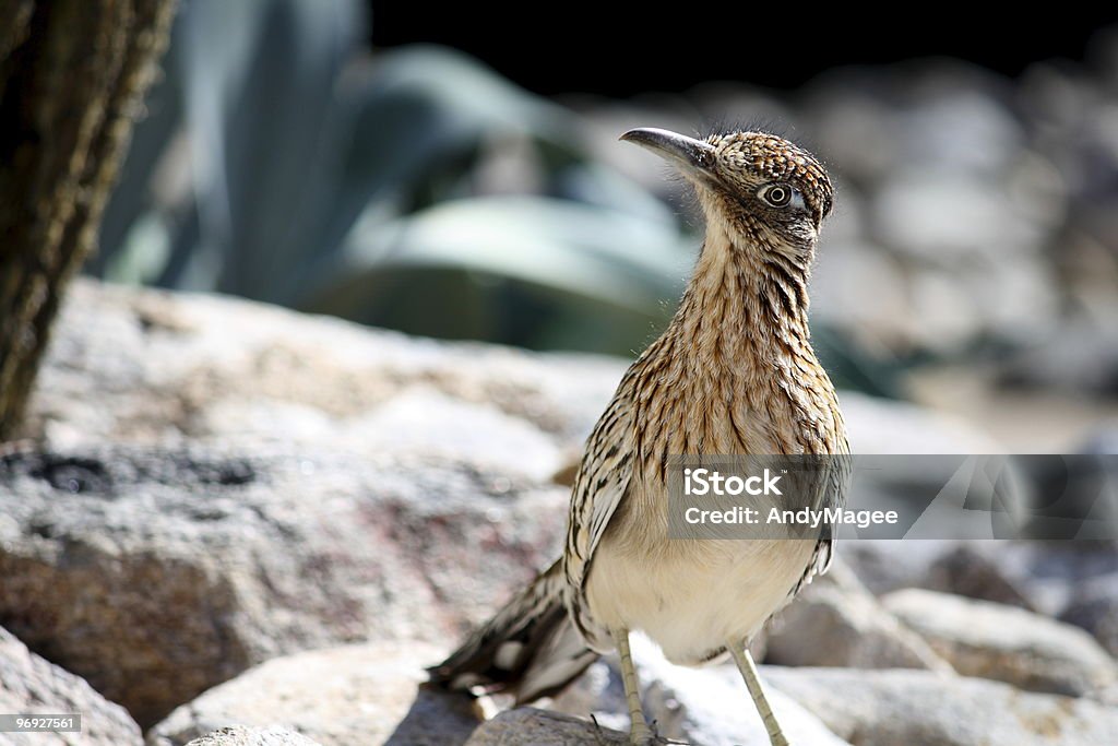 Grand géocoucou Bird - Photo de Géocoucou véloce libre de droits