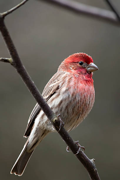 istock House Finch bird 96927848