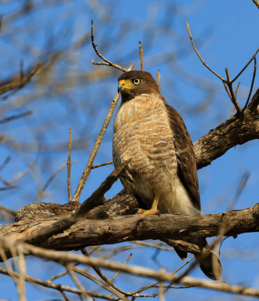 istock Roadside hawk on perch on spring morning in South America 969282434