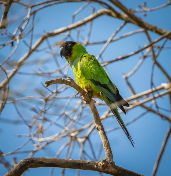 istock Single nanday parakeet in South America 969282478