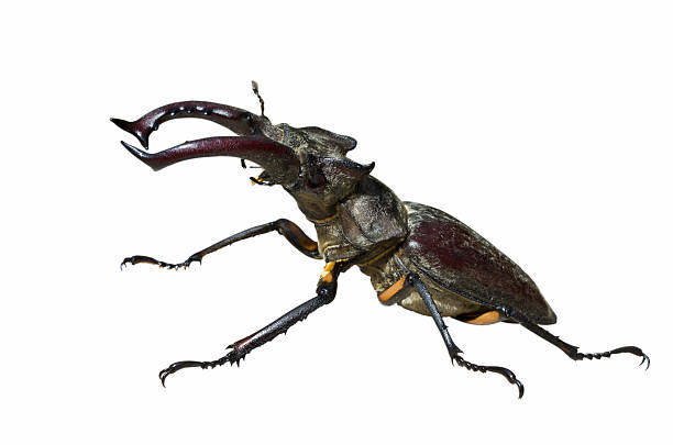 istock Male of Stag-beetle 96928287